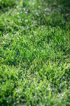Green grass background overlay photographed in the garden in the early morning