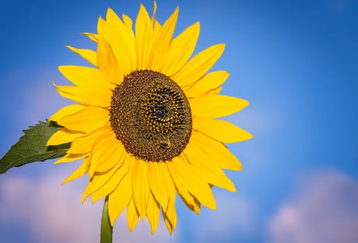 Beautiful yellow sunflower with the blue sky background