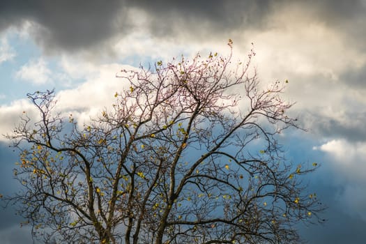 Leafless tree with the cloudy background photographed in late autumn