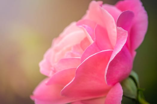Close up of a small pink rose in the garden in spring