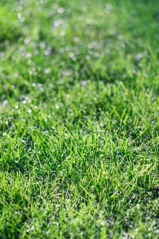 Green grass background overlay photographed in the garden in the early morning
