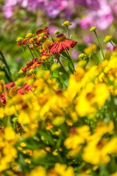 Red, yellow and pink flowers on a colorful meadow in summer