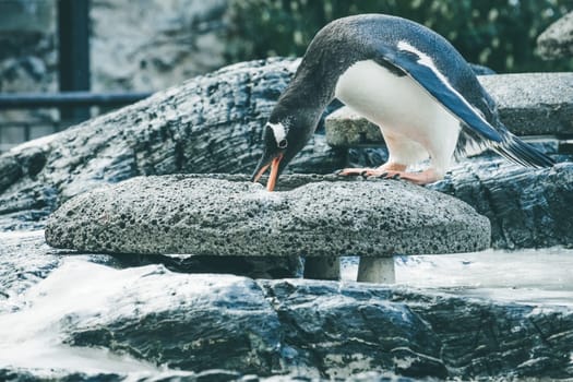 Small cute penguin standing on a stone and collecting  pebbles