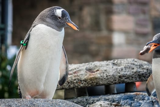 Small cute penguin standing on a stone in a zoo