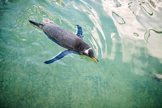 Small penguin swimming in water in a zoo