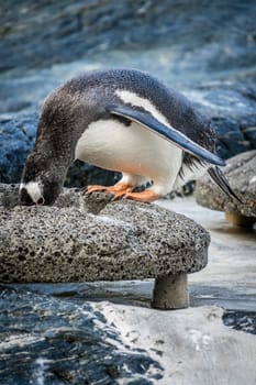 Small cute penguin standing on a stone and collecting  pebbles