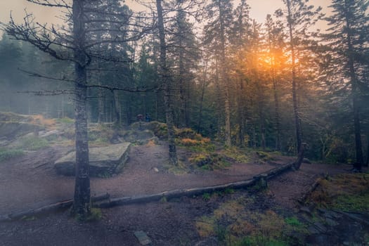 Pathway through the mysterious foggy forest on top of the Mount Floyen, Bergen, Norway