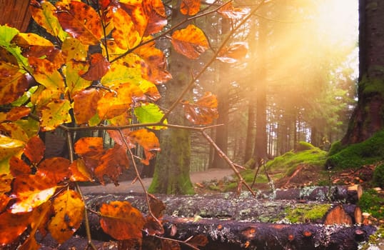 Sunrays in the forest in august in Norway