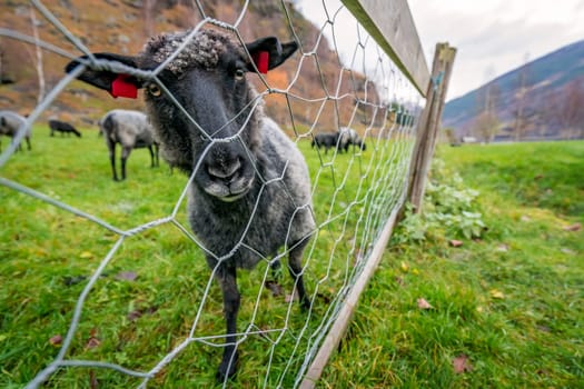 Goats and sheeps grazing on the meadow on a farm in Norway