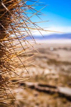 Close up of sharp thorns of a single cactus growing on a pampa near Salar de Uyuni, Bolivia