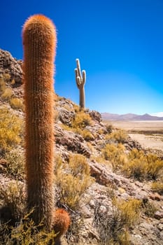 Single cactus growing on a pampa near Salar de Uyuni, Bolivia
