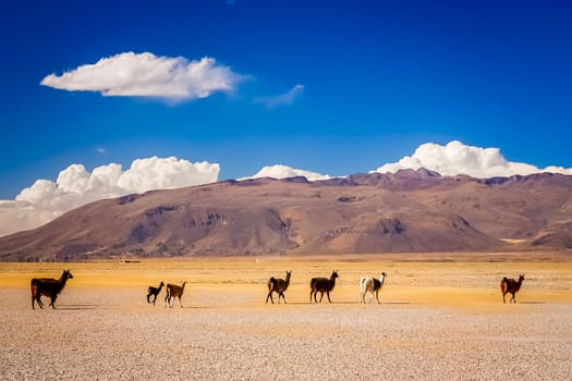 Herd of llamas slowly walking on the dry land plain in  the Altiplano mountains in summer, Andes, Bolivia
