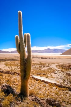 Single cactus growing on a pampa near Salar de Uyuni, Bolivia