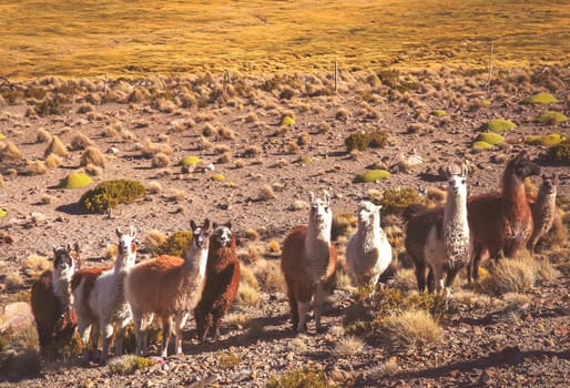 Herd of llamas grazing on the Altiplano mountain slopes in summer, Andes, Bolivia