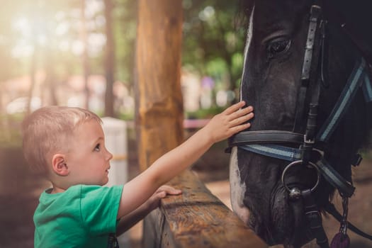 Cute little caucasian boy gently touching the black horse head
