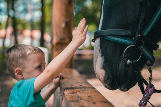 Cute little caucasian boy gently touching the black horse head