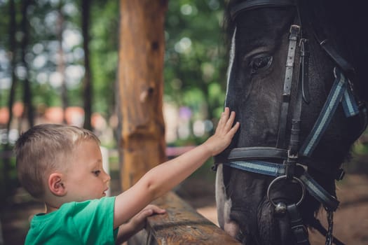 Cute little caucasian boy gently touching the black horse head