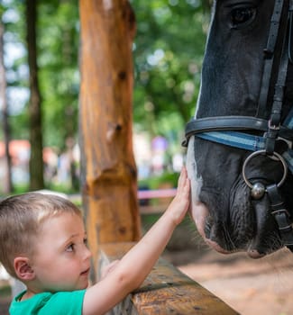 Cute little caucasian boy gently touching the black horse head