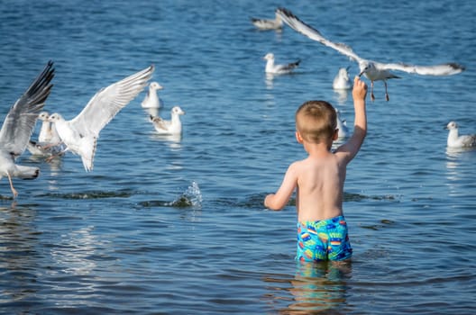 Little caucasian boy standing in the sea and throwing pieces of bread to white seagulls