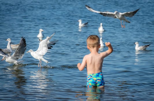 Little caucasian boy standing in the sea and throwing pieces of bread to white seagulls