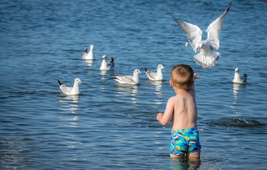 Little caucasian boy standing in the sea and throwing pieces of bread to white seagulls