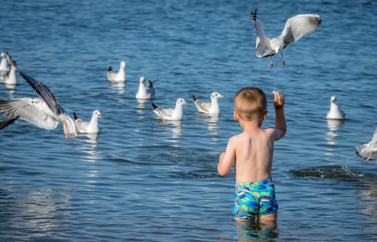 Little caucasian boy standing in the sea and throwing pieces of bread to white seagulls