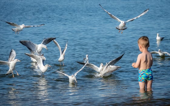 Little caucasian boy standing in the sea and throwing pieces of bread to white seagulls