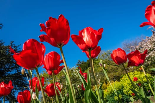 Red tulips in the garden in spring, England