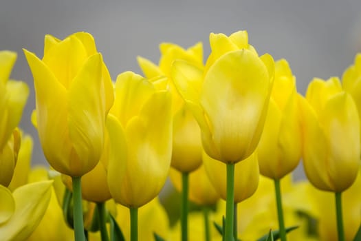 Bunch of yellow tulips in the garden in spring