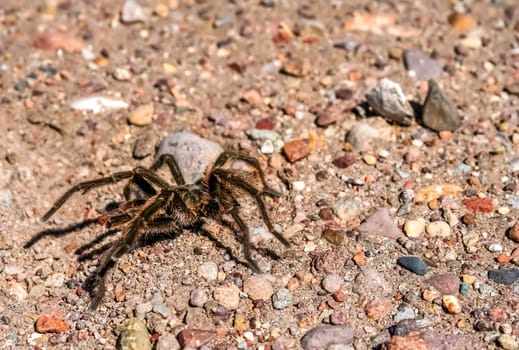 Big hairy and scary patagonian spider moving through pampa, Argentina