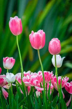 Pink and purple tulips in the garden in spring, England