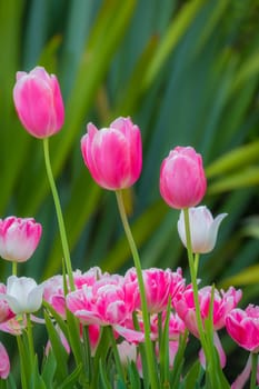 Pink and purple tulips in the garden in spring, England
