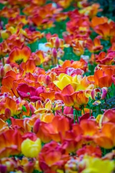 Red, orange and yellow tulips in the garden in spring