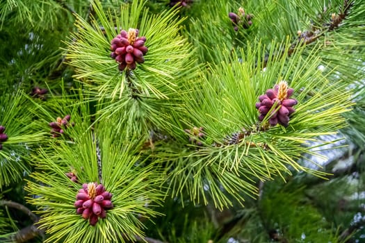 Red pinus growing in a forest in southern Argentina