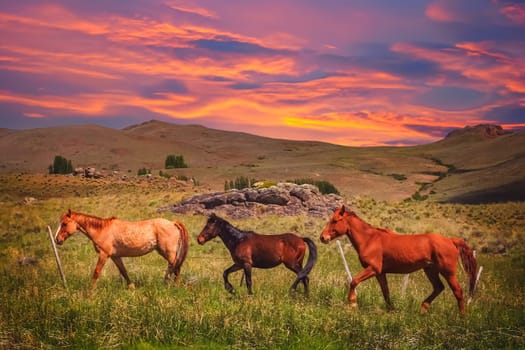 Three horses on a meadow in argentinian Patagonia