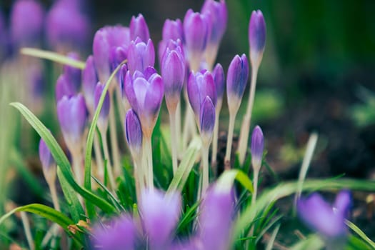 Purple Crocus and Snowdrops, Galanthus nivalis, spring, England