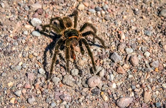 Big hairy and scary patagonian spider moving through pampa, Argentina