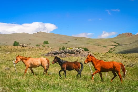 Three horses on a meadow in argentinian Patagonia