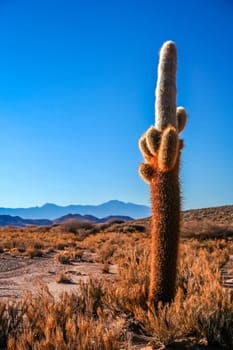 Single tall cactus in an empty pampa in argentinian north west