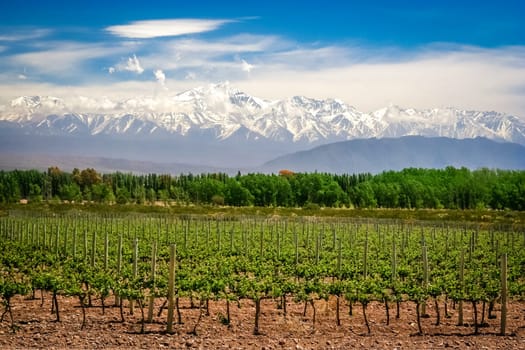 Organic vineyards near Mendoza in Argentina with Andes in the background