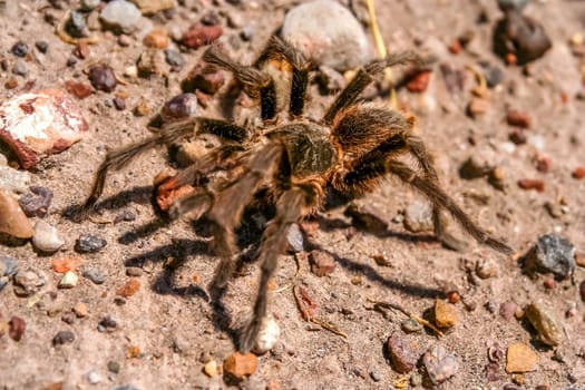 Big hairy and scary patagonian spider moving through pampa, Argentina