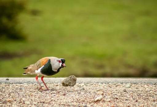 Tero bird, also called Southern lapwing, walking on the ground in Lake district region of argentinian Patagonia