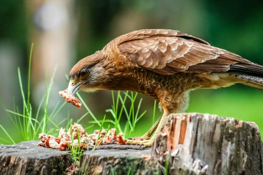 Hawk feeding on scraps of meat in Patagonia, Argentina