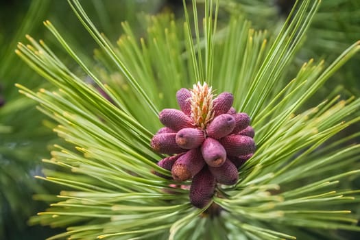 Red pinus growing in a forest in southern Argentina