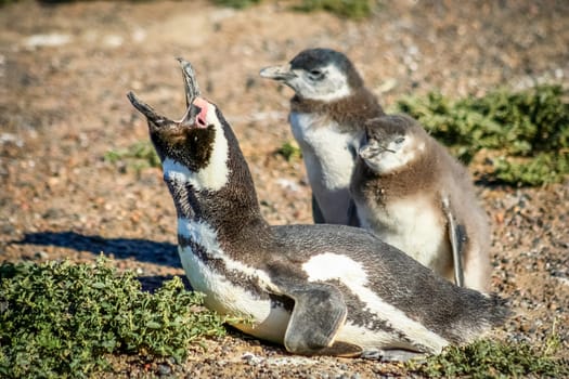 Magellanic penguins at Punta Tombo in Patagonia, Argentina