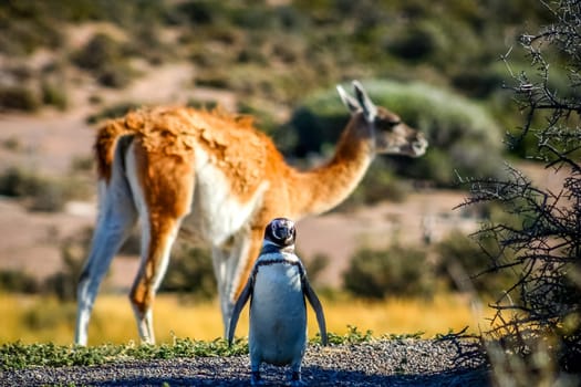 Magellanic penguin and guanaco in Punta Tombo Natural Reserve Argentina