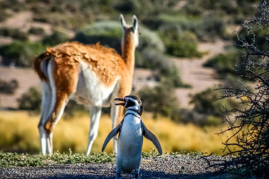 Magellanic penguin and guanaco in Punta Tombo Natural Reserve Argentina