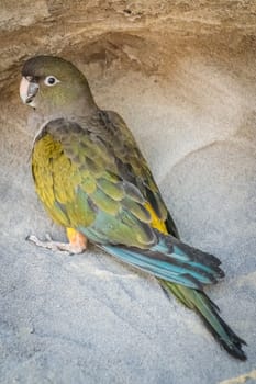 Patagonian Parrot observed on the East coast of Argentina