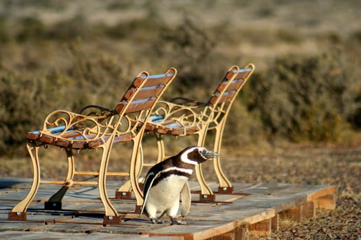 Penguin looking for a place to rest in Punta Tombo,  Argentina