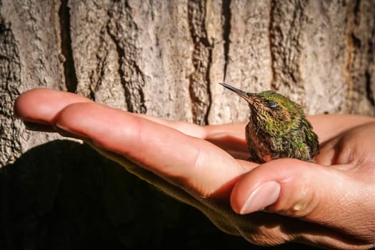 Little green hummingbird in a protective human hand
